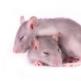 До чого сняться миші та щури: тлумачення образу по сонниках