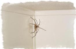 Прикмета — павук у будинку та його вплив на життя