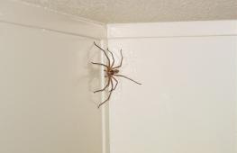 Jaké jsou příznaky pavouků?