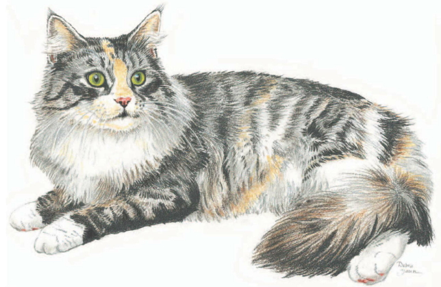 Bir yavru kedi çizmek için: kısa bir master class Bir yavru kedi çizmek için: kısa bir master class